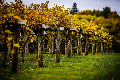 Winery «Winehaven Winery», reviews and photos, 10020 Deer Garden Ln, Chisago City, MN 55013, USA