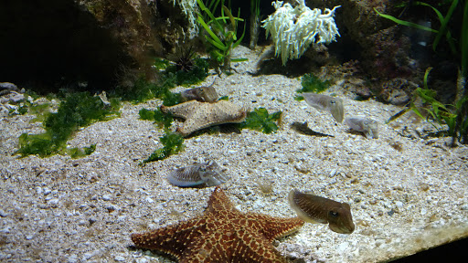 Aquarium Lowell