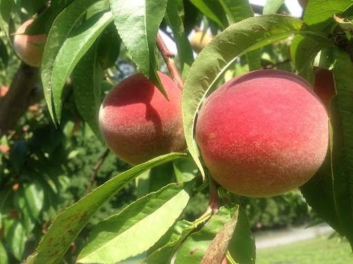 Produce Market «Highland Orchards Farm Market», reviews and photos, 1431 Foulk Rd, Wilmington, DE 19803, USA