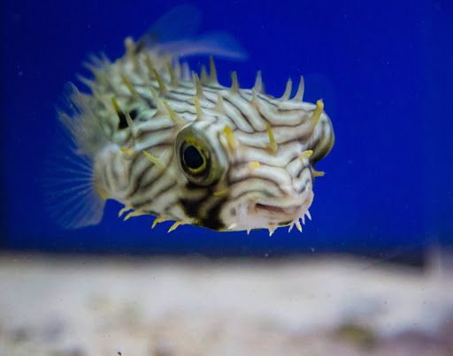 Aquarium Shop «Wet Pets by Steve», reviews and photos, 504 W Main St, Norman, OK 73069, USA