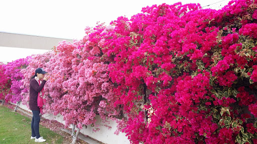 Park «Don Knabe Community Regional Park», reviews and photos, 19700 Bloomfield Ave, Cerritos, CA 90703, USA