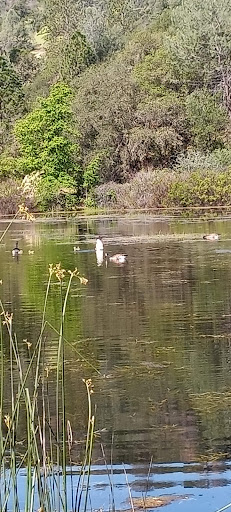 Nature Preserve «Black Swan Trail», reviews and photos, Mooney Flat Rd, Smartsville, CA 95977, USA