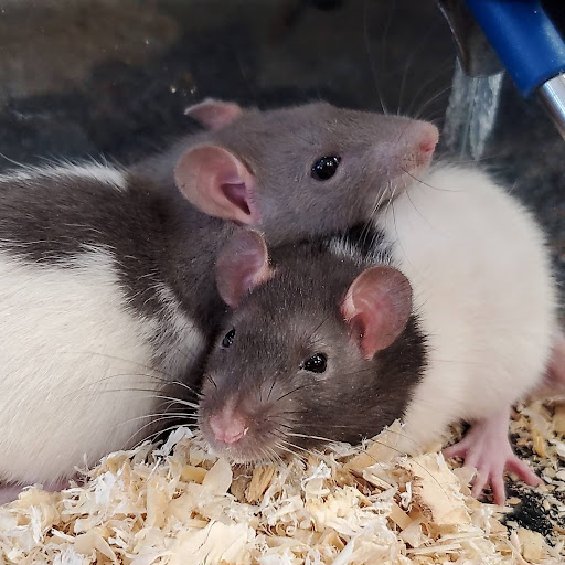 Pet Store «Friendly Pets», reviews and photos, 625 Friendly Center Rd, Greensboro, NC 27408, USA