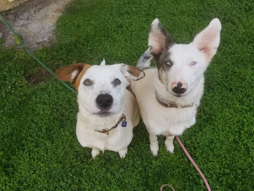 Pet Supply Store «Petco Animal Supplies», reviews and photos, 1835 E Guadalupe Rd #112, Tempe, AZ 85283, USA