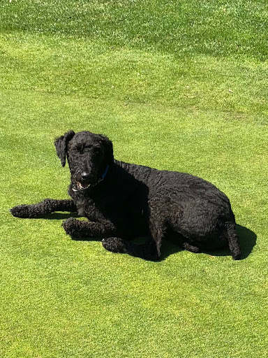 Golf Course «Forest Hills Golf Course», reviews and photos, 36260 SW Tongue Ln, Cornelius, OR 97113, USA