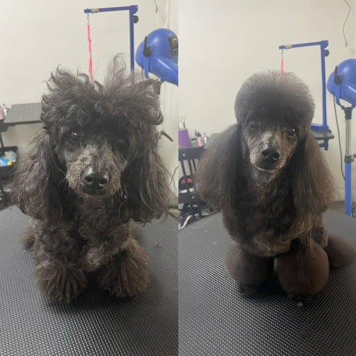 Paw Paw Pet Grooming image