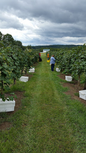 Winery «Rockside Winery and Vineyards», reviews and photos, 2363 Lancaster-Newark Rd NE, Lancaster, OH 43130, USA