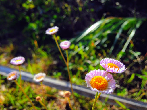 Park «Larry and Penny Thompson Park», reviews and photos, 12451 SW 184th St, Miami, FL 33177, USA