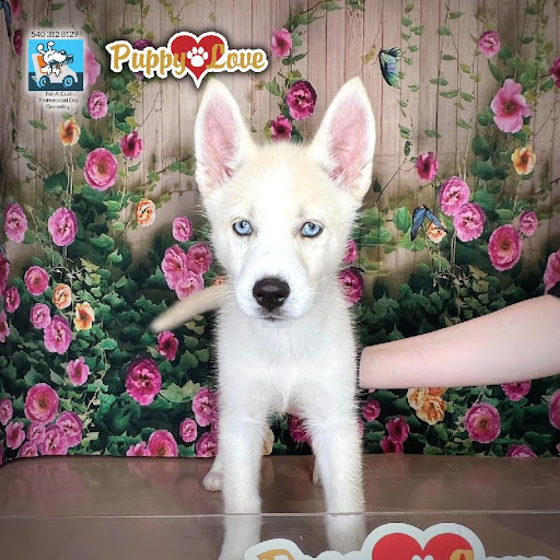 Pet Store «Puppy Love», reviews and photos, 4802 Valley View Blvd NW Uf290, Roanoke, VA 24012, USA