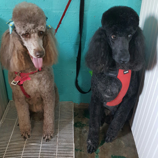 Pet Groomer «Precious Paws Pet Grooming», reviews and photos, 1807 Franklin St, Michigan City, IN 46360, USA