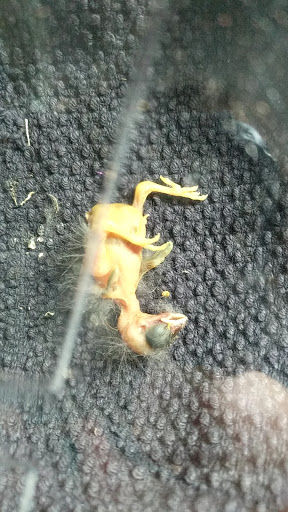 Non-Profit Organization «Audubon Society of Portland», reviews and photos, 5151 NW Cornell Rd, Portland, OR 97210, USA