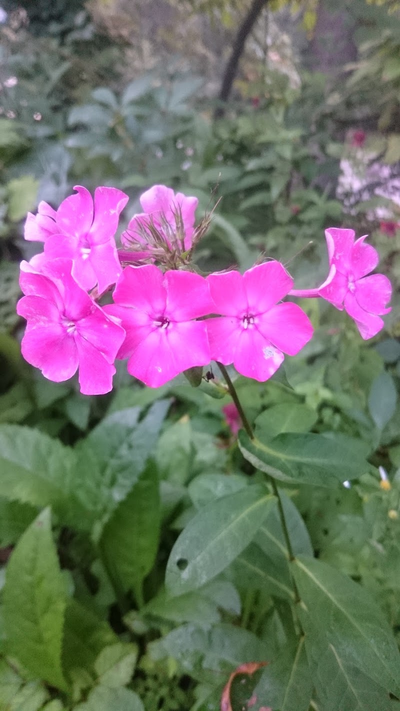 オートキャンプ尾瀬街道 福島県檜枝岐村大根卸 キャンプ場 キャンプ場 グルコミ