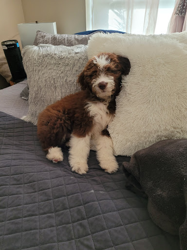 Pet Store «Natural Pawz - Pinecroft», reviews and photos, 1580 Lake Woodlands Dr, The Woodlands, TX 77380, USA