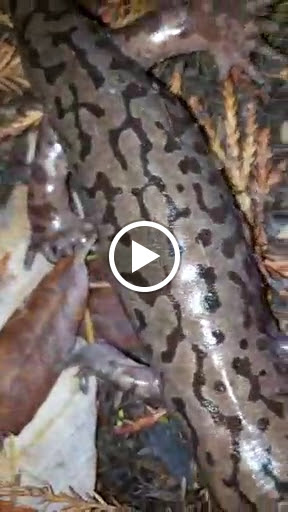 Cafe «The Good Harvest Cafe», reviews and photos, 575 US Hwy 101 S, Crescent City, CA 95531, USA