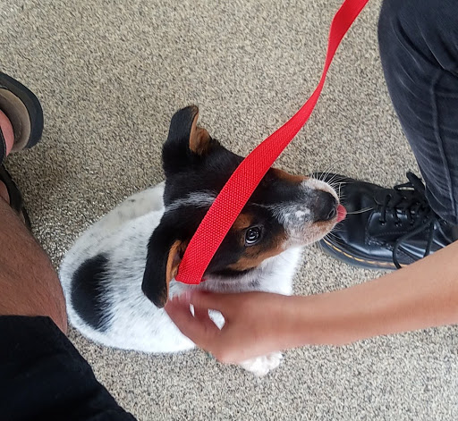 Pet Supply Store «Pet Supplies Plus», reviews and photos, 180 N Randall Rd, North Aurora, IL 60542, USA