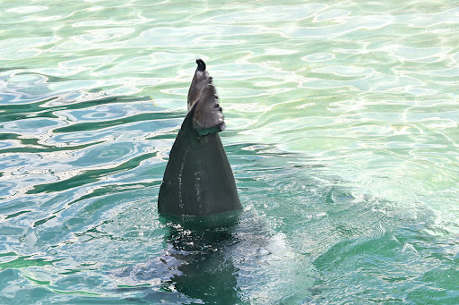 Tour Agency «Miami Swim With Dolphin Tours», reviews and photos, 247 SW 8th St, Miami, FL 33130, USA