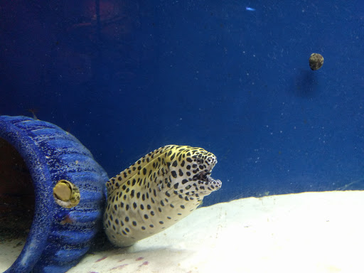 Aquarium «Aquarium of Boise», reviews and photos, 64 N Cole Rd, Boise, ID 83704, USA