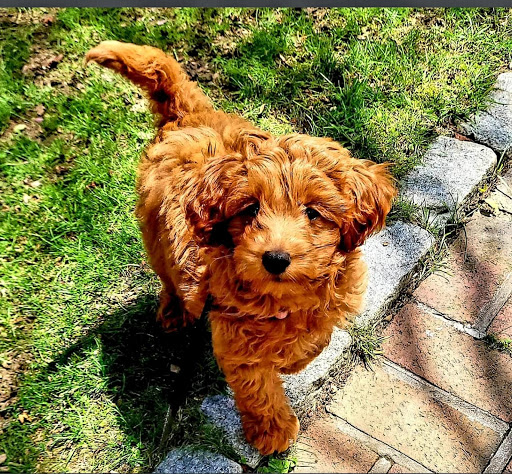 Pet Store «Pet Express», reviews and photos, 250 Granite St, Braintree, MA 02184, USA