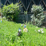 Photo n°11 de l'avis de Barking.i fait le 26/06/2022 à 06:43 sur le  Hinterbrugger Hof à San Martino in Passiria