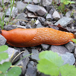 Photo n°2 de l'avis de Orange.a fait le 19/08/2018 à 13:00 sur le  Siegerland Hotel à Freudenberg