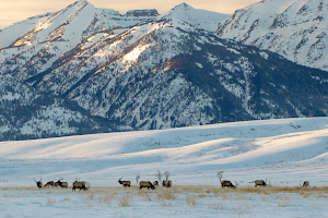 National Elk Refuge image