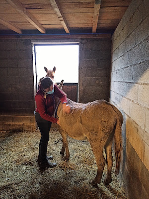 La Clinique du Cheval, Vet'équins du Jat à Fréjairolles