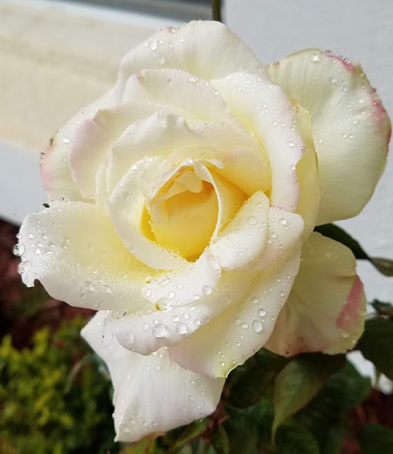 Hardware Store «Vision Ace Hardware», reviews and photos, 8538 Gunn Hwy #10, Odessa, FL 33556, USA