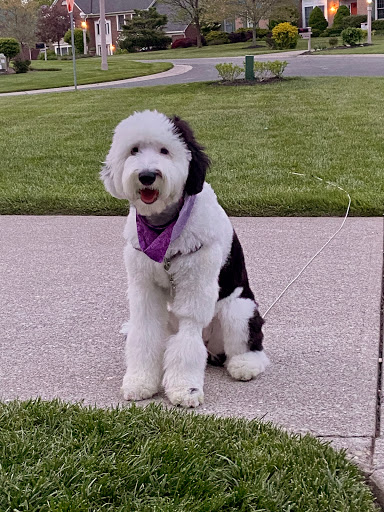 Pet Supply Store «EarthWise Pet Supply», reviews and photos, 7316 Yankee Rd, Liberty Township, OH 45044, USA