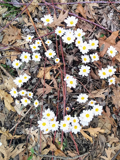 Nature Preserve «Kishwauketoe Nature Conservancy», reviews and photos, 251 Elkhorn Rd, Williams Bay, WI 53191, USA