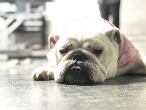 Pet Groomer «The Fetch House», reviews and photos, 130 W Washington St, Madison, GA 30650, USA