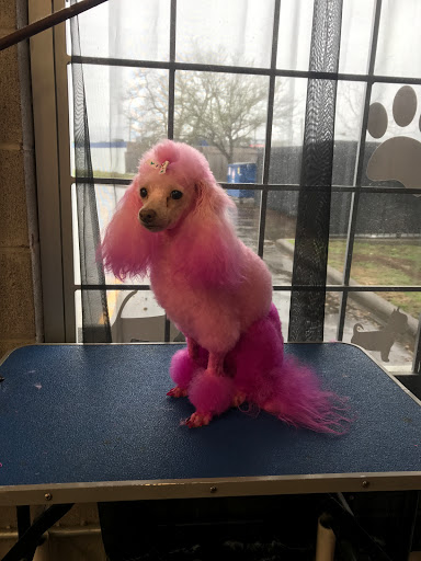 A C Grooming Boarding