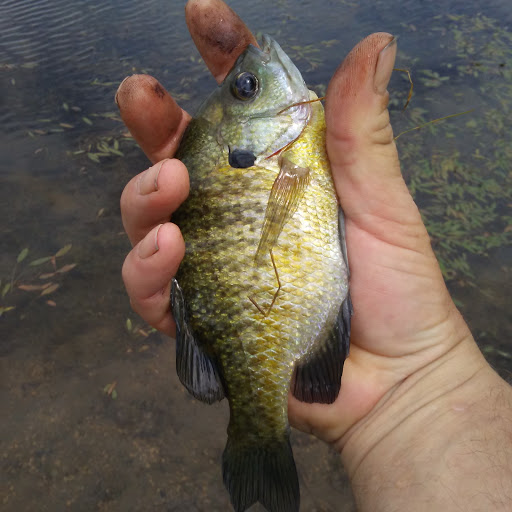 Nature Preserve «Bode Lake», reviews and photos, Bode Rd, Streamwood ...