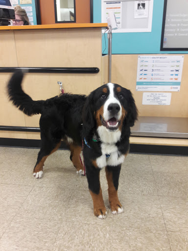 Pet Supply Store «PetSmart», reviews and photos, 9921 Pulaski Hwy, Baltimore, MD 21220, USA