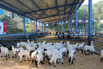 T.C. Aydın Büyükşehir Belediyesi Sakız Koyunu Üretim Çiftliği