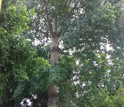 Villa Itson Park photo