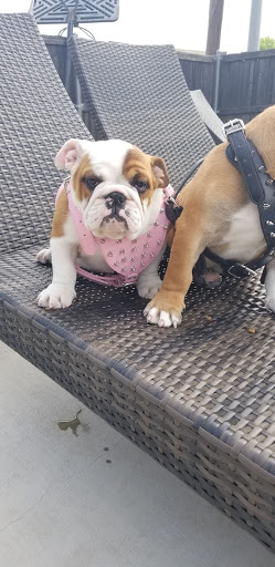 Pet Supply Store «Pet Supplies Plus», reviews and photos, 1031 Northwest Hwy, Garland, TX 75041, USA