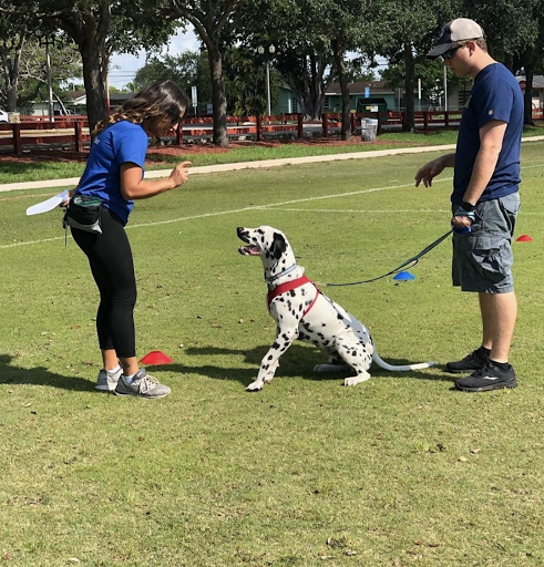 Crown Dog Training