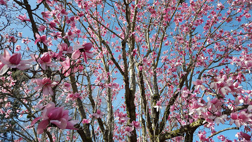 Park «Kerry Park», reviews and photos, 211 W Highland Dr, Seattle, WA 98119, USA