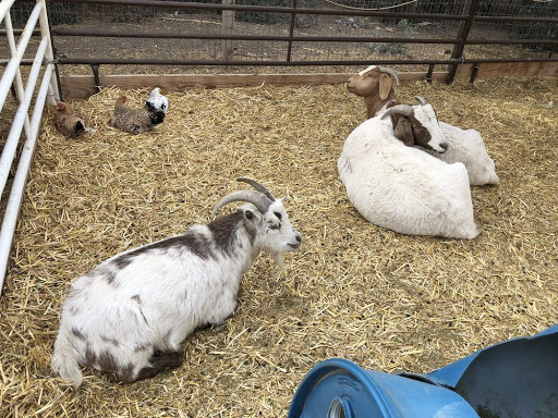 Zoo «Jr Pony Parties», reviews and photos, 1744 N Leonard Ln, Las Vegas, NV 89108, USA