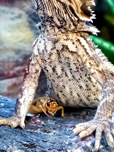 Pet Supply Store «Petco Animal Supplies», reviews and photos, 1917 Douglas Blvd, Roseville, CA 95661, USA