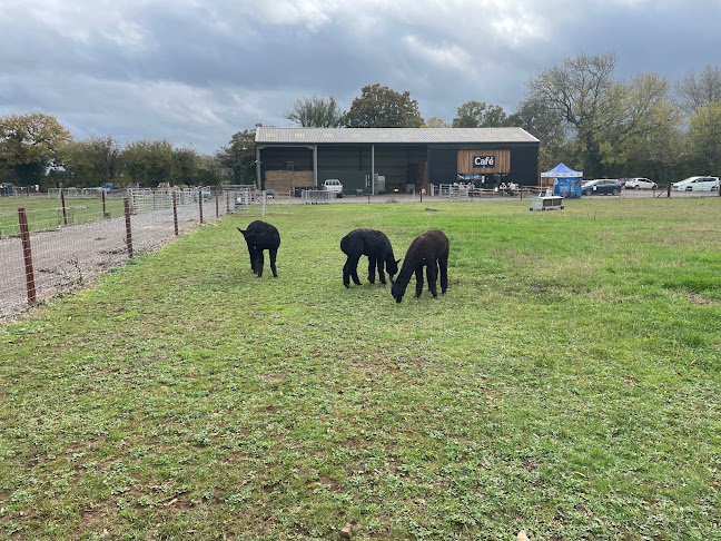 Comments and reviews of Wolfridge Alpaca Barn