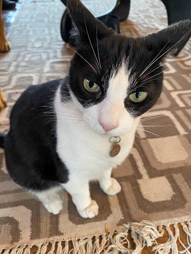 Awwdorable Pets image