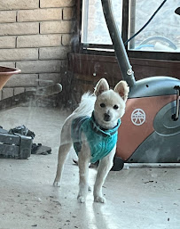 Classy Canines Spa and Salon - Photo 1 - Car repair in Las Cruces, NM, Las Cruces