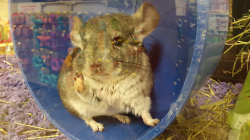 Pet Supply Store «PetSmart», reviews and photos, 745 W Huntington Dr, Monrovia, CA 91016, USA