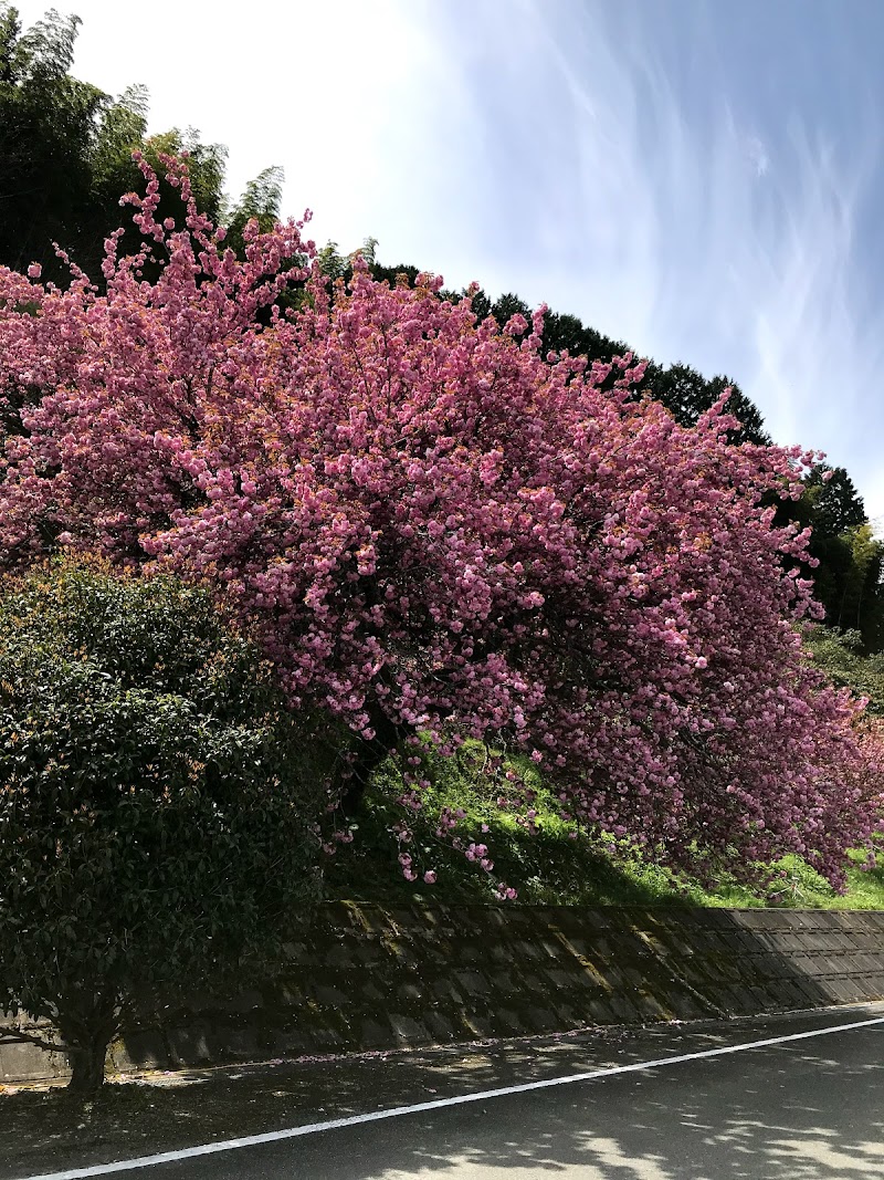 八重桜「ヨウキヒ」