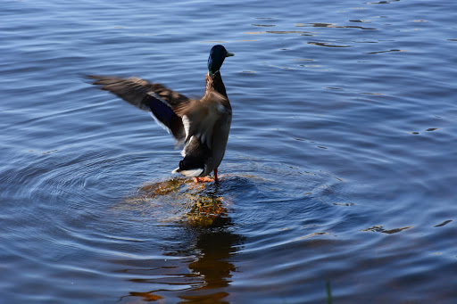 War Memorial «Bunker Hill Monument», reviews and photos, Monument Sq, Charlestown, MA 02129, USA