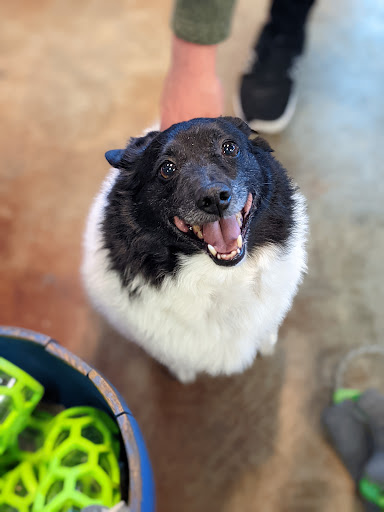 Pet Supply Store «Lucky Dog Outfitters», reviews and photos, 3411 6th Ave, Tacoma, WA 98406, USA