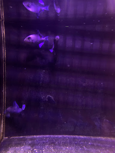 Tropical Fish Store «The Reef Shoppe», reviews and photos, 900 Morris Park Ave, Bronx, NY 10462, USA