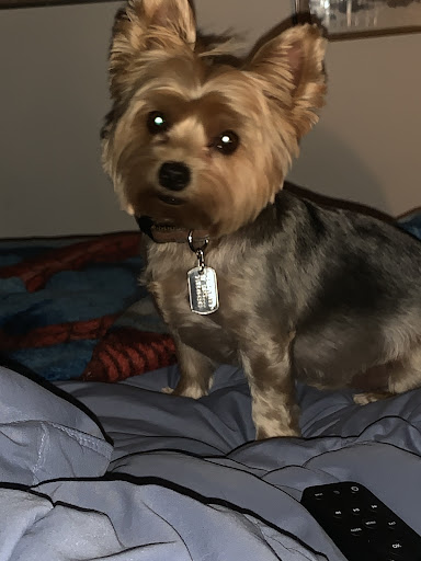 Pet Store «Yuppy Puppy Pet Shop», reviews and photos, 292 Frantz Rd, Stroudsburg, PA 18360, USA