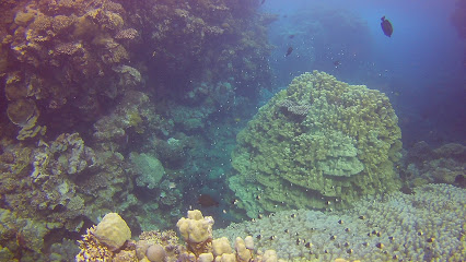 Happily shaab marsa alam